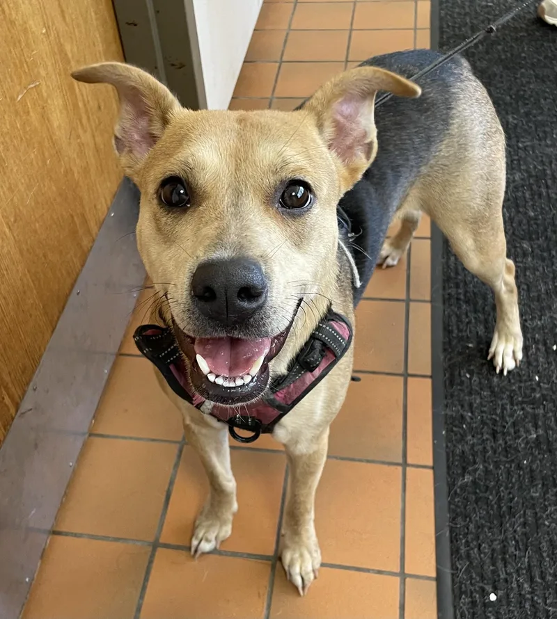 A young medium-sized female Brown / Chocolate Shepherd dog named Tulip HOLD for adoption in Canton, OH