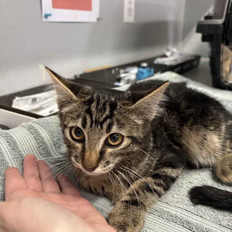 A baby small-sized male Brown / Chocolate Domestic Short Hair cat named Leo for adoption in Spokane, WA