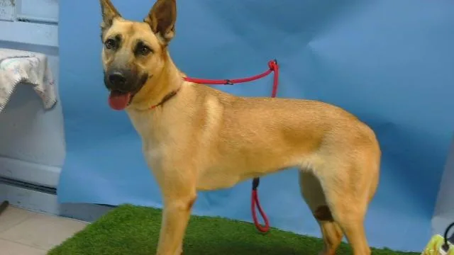 A young medium-sized female German Shepherd Dog dog named Eva for adoption in Gardena, CA