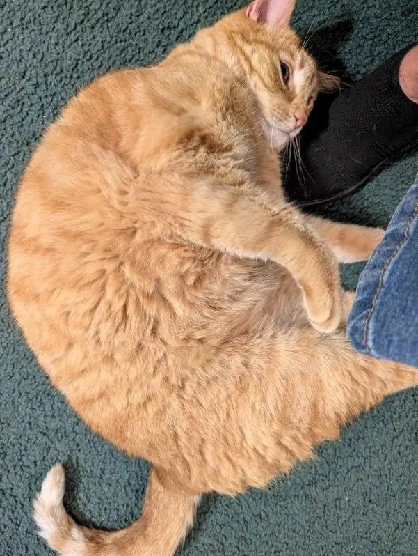 An adult large-sized male Tabby (Orange / Red) Domestic Medium Hair cat named Tango Toyer for adoption in Paris, KY