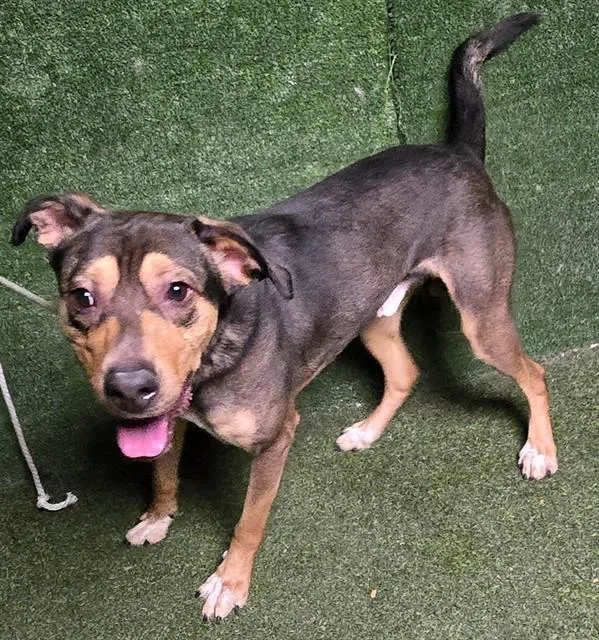 An adult large-sized male German Shepherd Dog dog named Monterey for adoption in Lancaster, CA