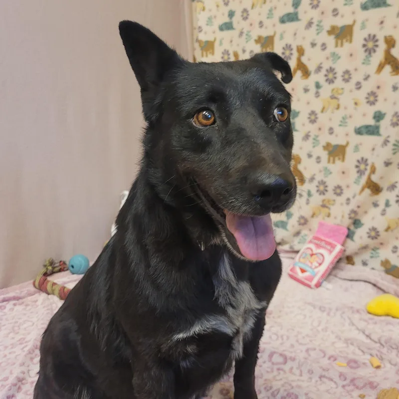 Lila
