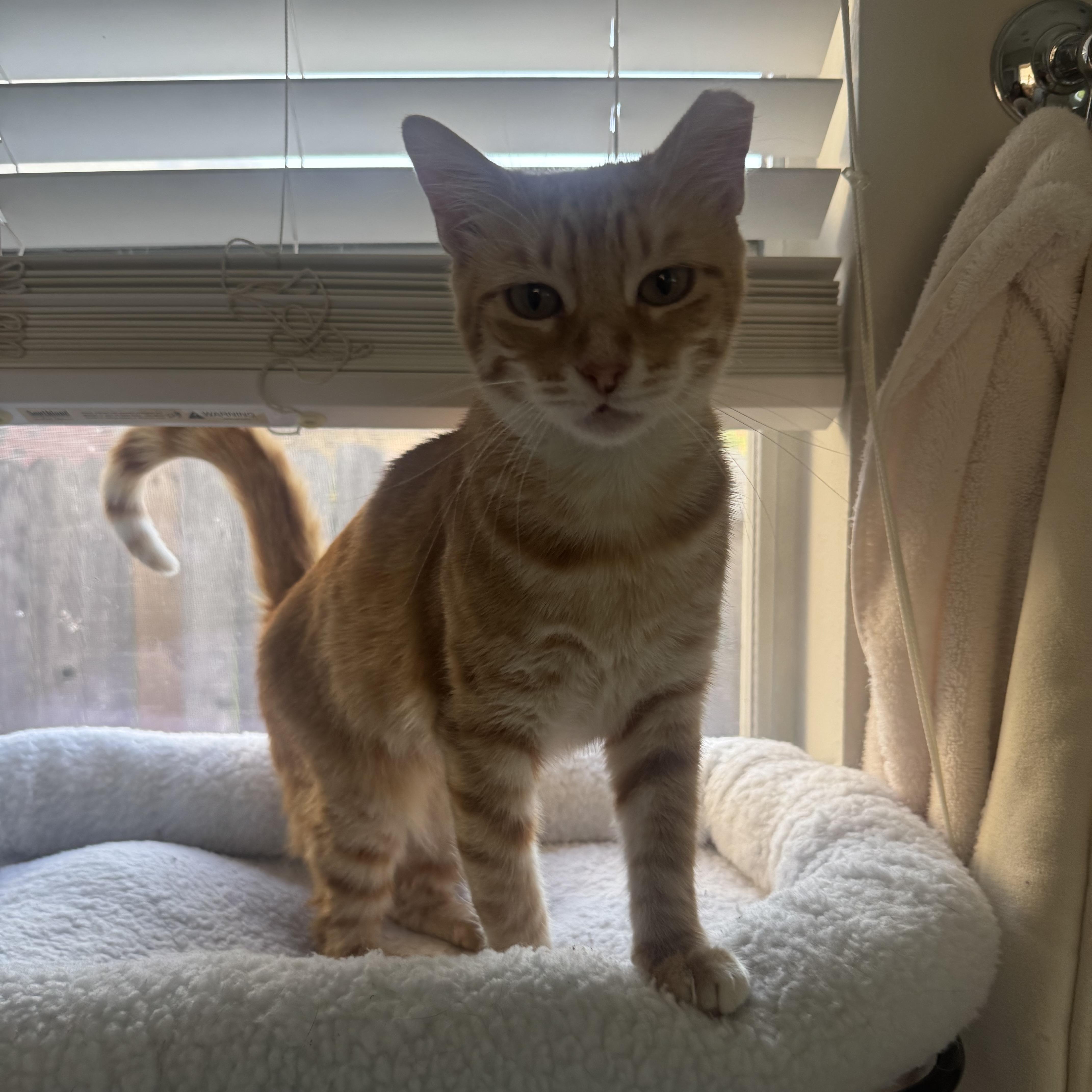 Ms. Marmalade thumbnail 5