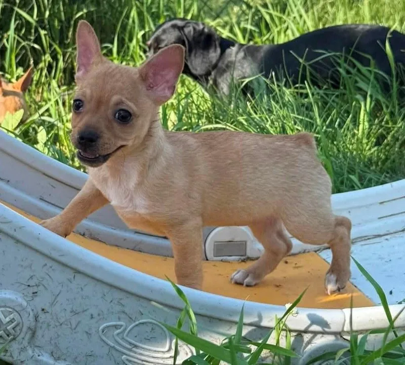 A baby small-sized female Yellow / Tan / Blond / Fawn Chihuahua dog named Spuddy for adoption in Willmar, MN