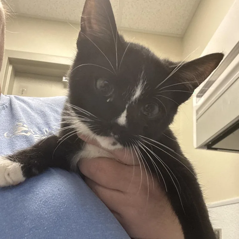 A baby small-sized male Black Domestic Medium Hair cat named Toothy for adoption in Tulsa, OK
