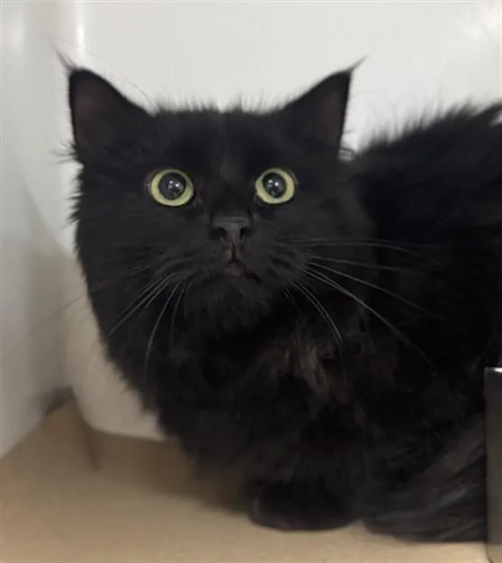 A young medium-sized female Domestic Long Hair cat named Kendo for adoption in Boston, MA