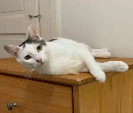 An adult medium-sized male Gray & White Domestic Short Hair cat named Bunny for adoption in San Francisco, CA
