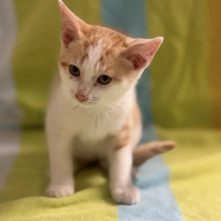 A baby small-sized male Orange / Red Domestic Short Hair cat named Chad for adoption in Freeport, FL