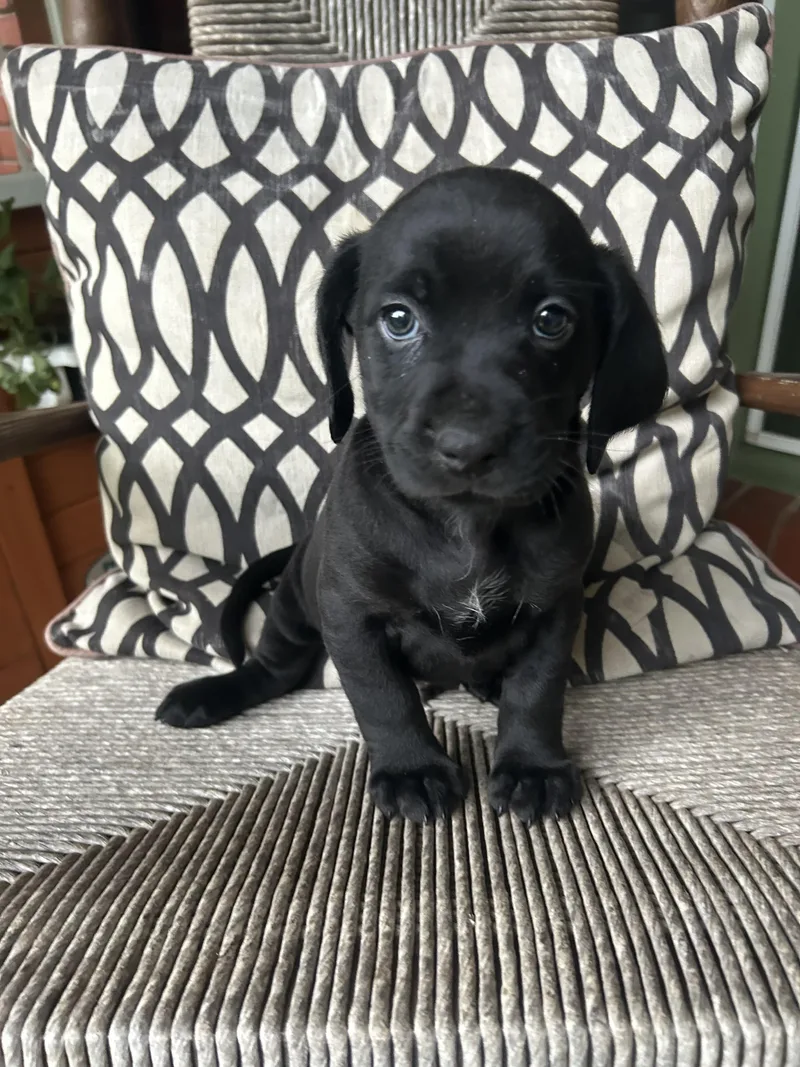 Ranger