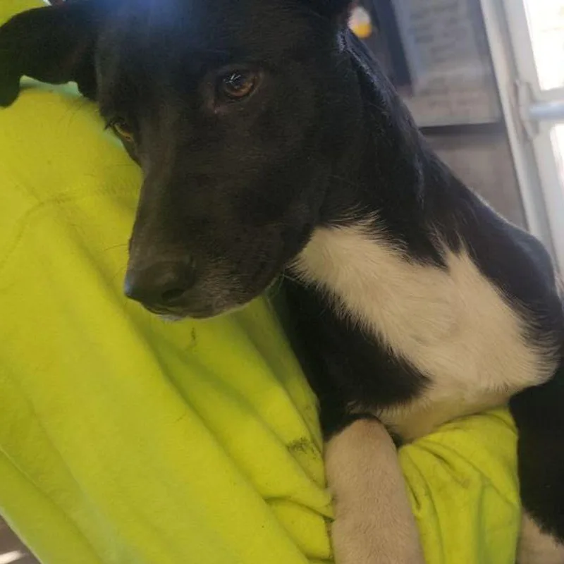 An adult medium-sized female Black Labrador Retriever dog named Julysocks for adoption in Kingman, AZ