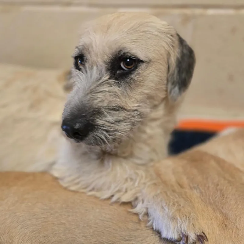 An adult medium-sized female Yellow / Tan / Blond / Fawn Terrier dog named Nibbles for adoption in Wickenburg, AZ