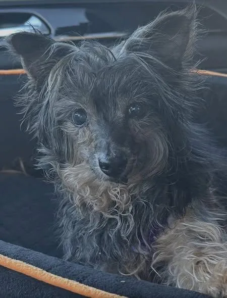 Ozzie