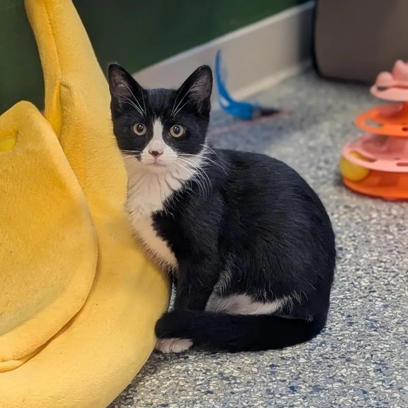 A baby small-sized male Domestic Short Hair cat named Domino for adoption in Prairie du Chien, WI