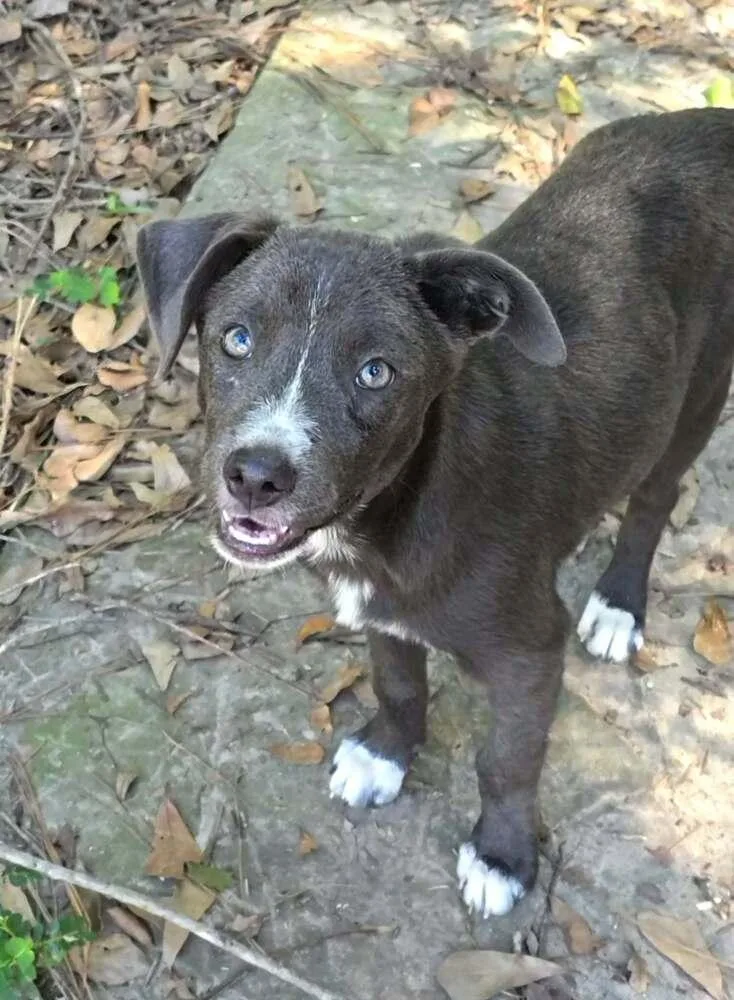A baby medium-sized female Gray / Blue / Silver Labrador Retriever dog named Pepper 🇨🇦 for adoption in Silsbee, TX