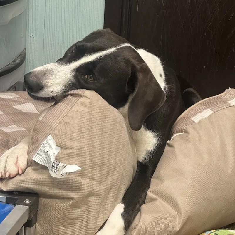 An adult large-sized male Black Hound dog named Rigatoni for adoption in Columbia, MO