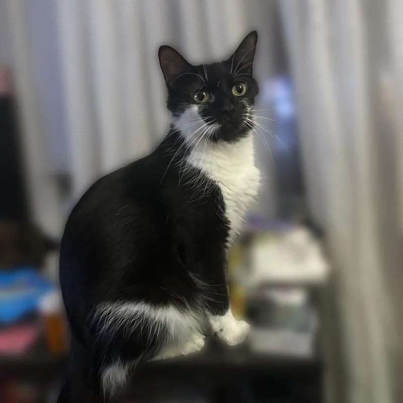 An adult medium-sized female Black Domestic Short Hair cat named Tea for adoption in Greensboro, NC
