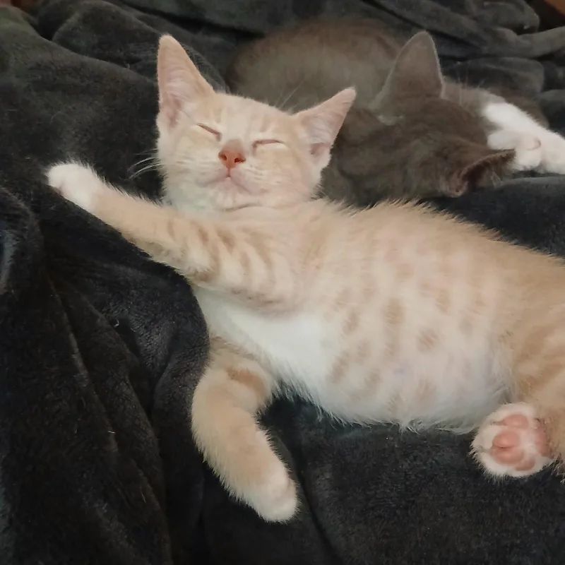 A baby small-sized male Buff / Tan / Fawn Domestic Short Hair cat named Dwayne for adoption in Philadelphia, PA