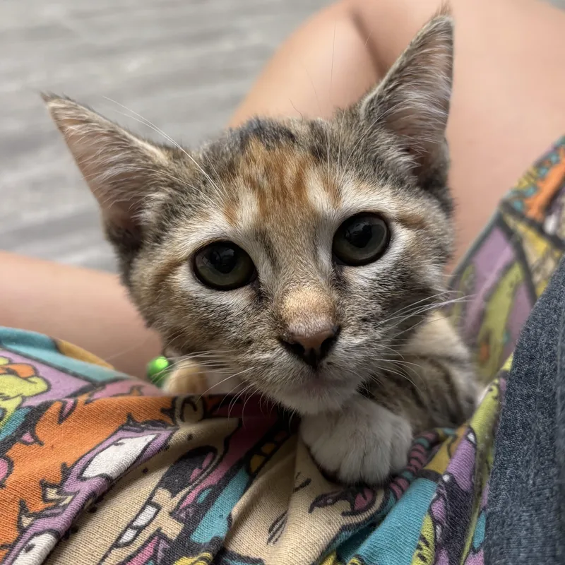 A young medium-sized female Calico cat named Waffles for adoption