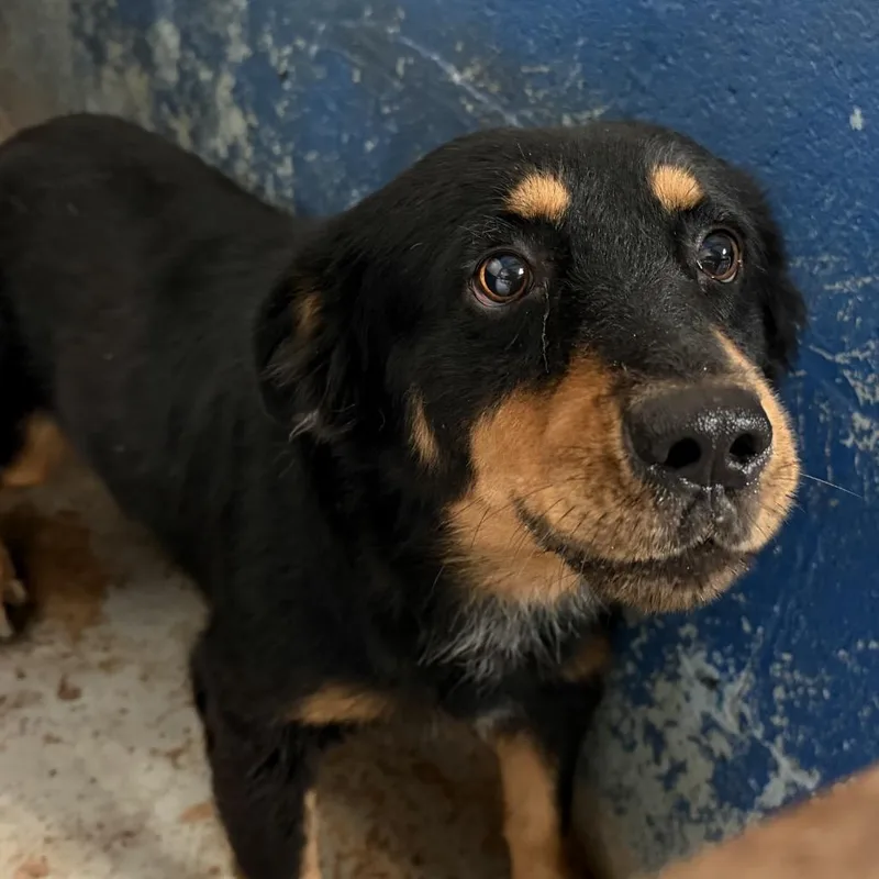An adult medium-sized male Black Shepherd dog named Ramos for adoption in Edinburg, TX