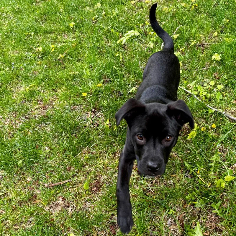 A baby medium-sized female Labrador Retriever dog named Baby for adoption in Bloomfield, CT