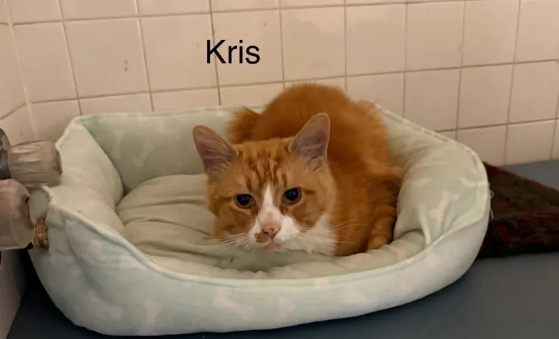 An adult large-sized male Domestic Short Hair cat named Kris for adoption in Plattsburgh, NY