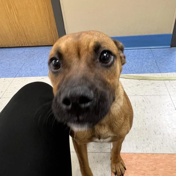 A baby medium-sized female Boxer dog named Nova for adoption in Sioux City, IA