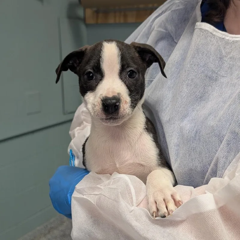 A baby small-sized female Black Retriever dog named Medusa for adoption in Greenville, SC