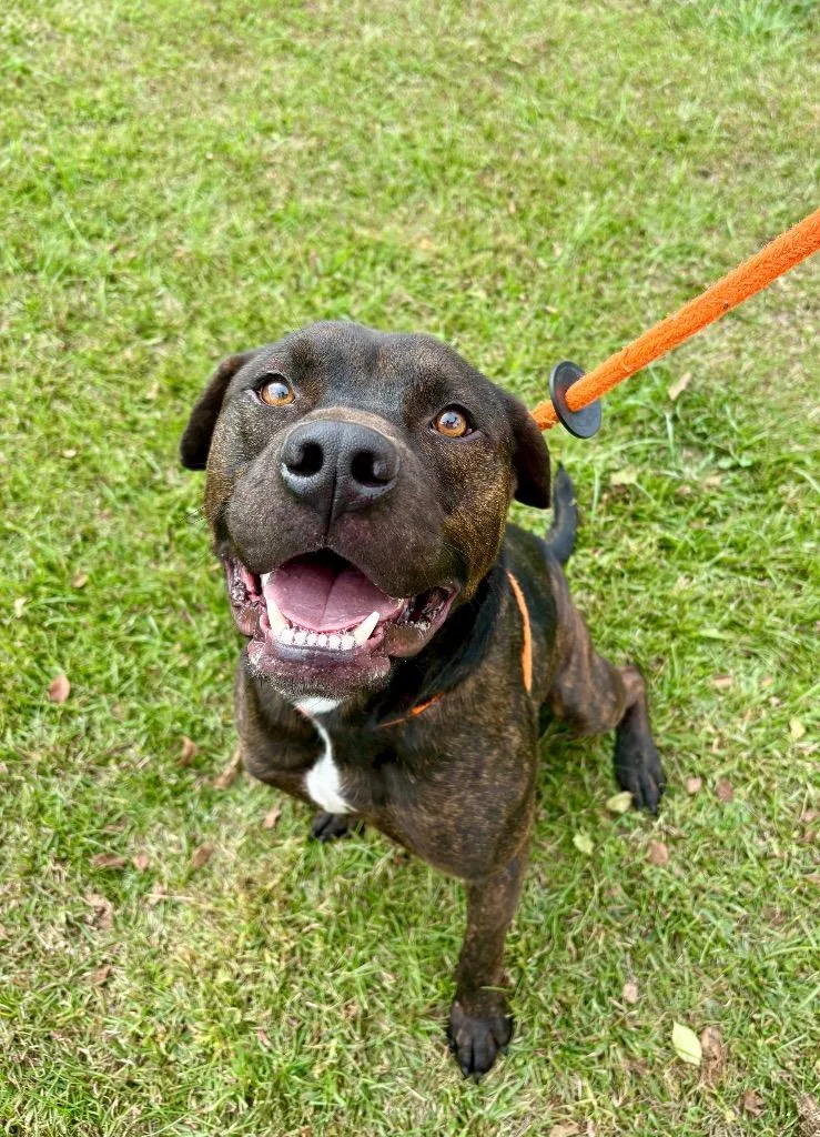 A young large-sized male Rottweiler dog named Lyle for adoption in New Bern, NC