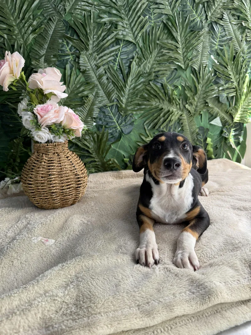 A baby medium-sized female Tricolor (Brown, Black, & White) Whippet dog named Ingrid for adoption in Richmond, VA