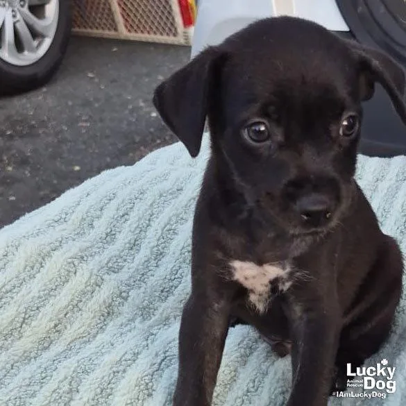 A baby medium-sized male Labrador Retriever dog named Niko for adoption in Washington, DC
