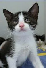 A baby small-sized male Domestic Short Hair cat named Linore for adoption in Washington, DC
