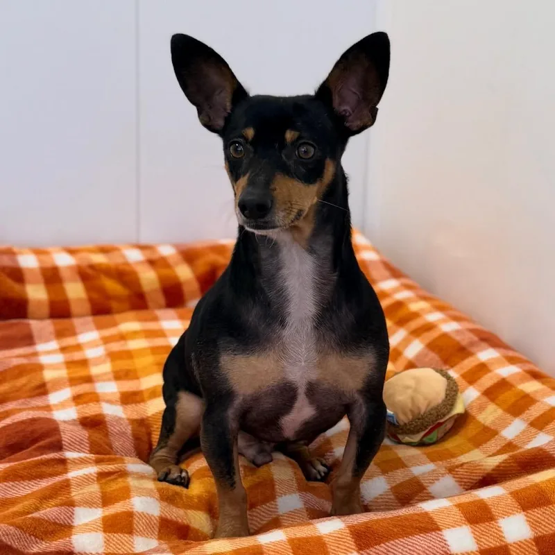 An adult small-sized male Chihuahua dog named Mission for adoption in Green Bay, WI