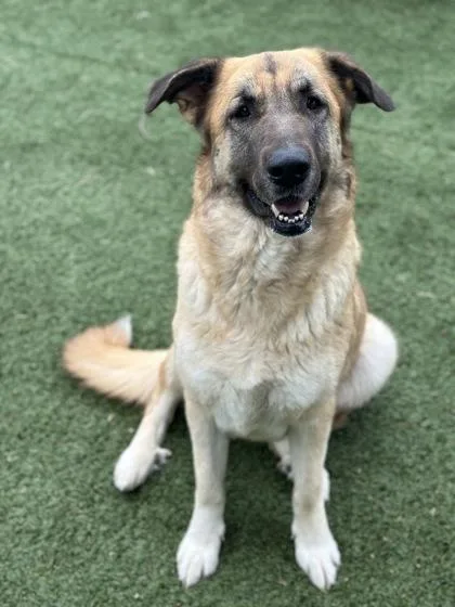 An adult large-sized female Anatolian Shepherd dog named Faith for adoption in Red Bluff, CA