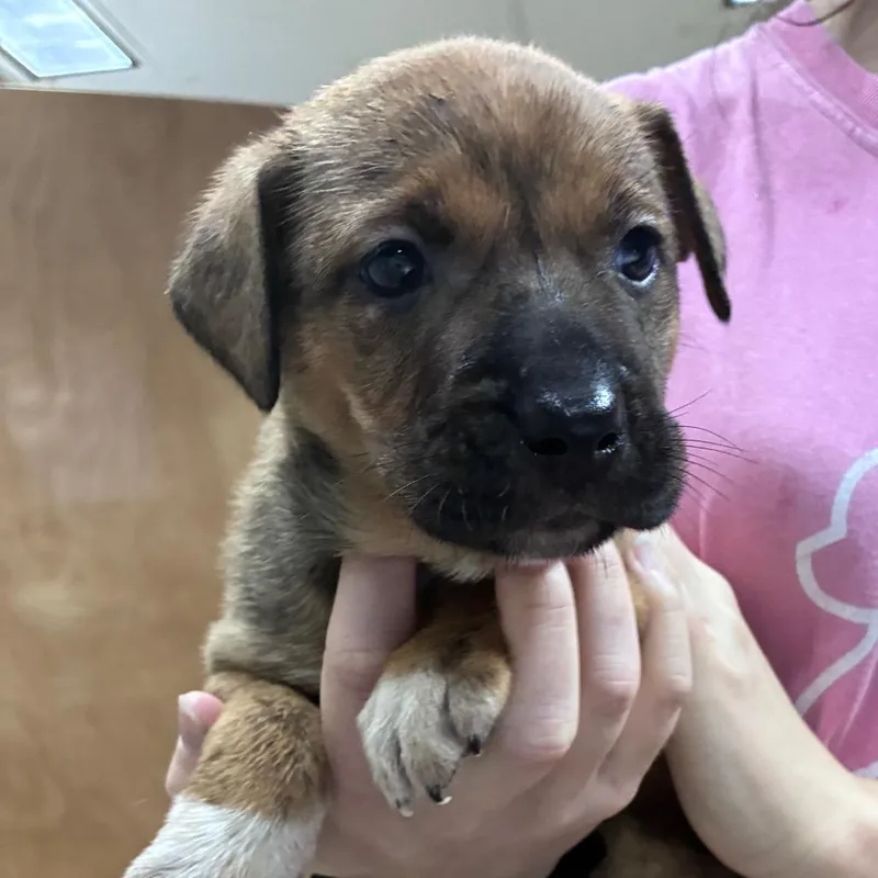 Ct Saffron thumbnail 6