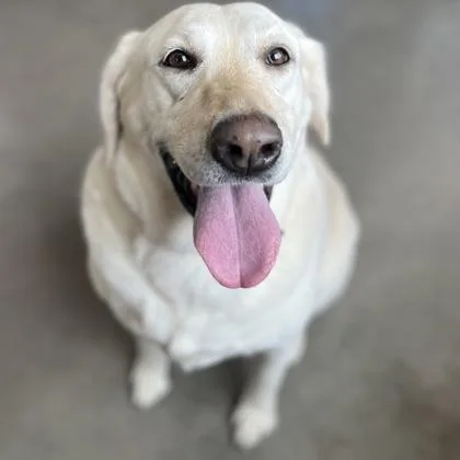 An adult extra large-sized female Mixed Breed dog named Honey Bunny for adoption in Janesville, WI