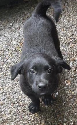 A baby medium-sized female Black Spaniel dog named Storm for adoption in Scottsburg, IN