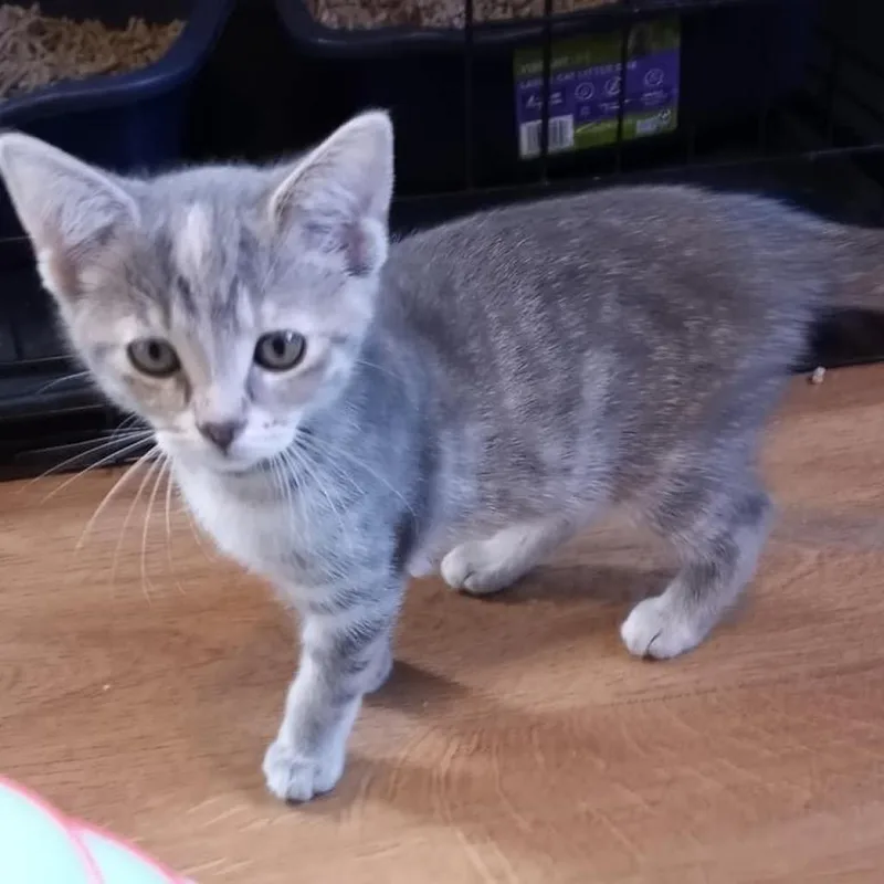 An adult large-sized female Gray / Blue / Silver Domestic Short Hair cat named Cali for adoption in Parkersburg, WV