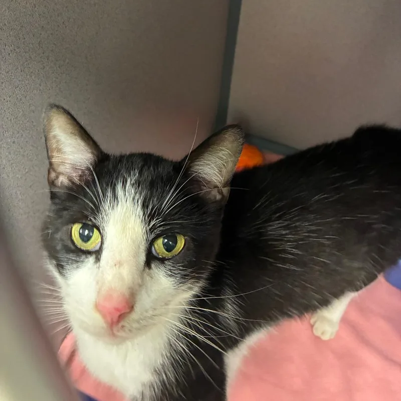 An adult medium-sized male Domestic Short Hair cat named Leif for adoption in Cedar Rapids, IA