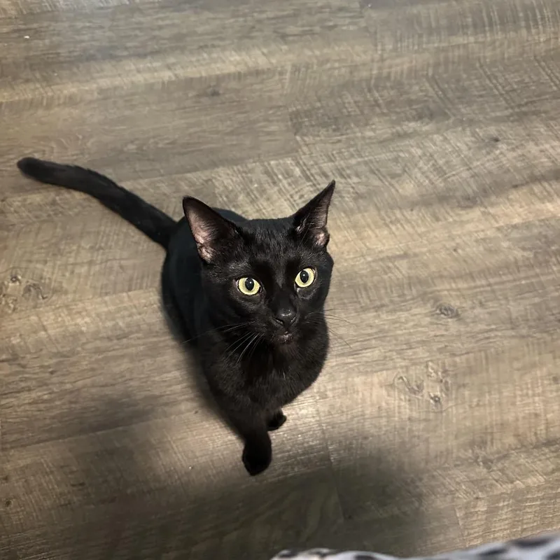 An adult large-sized male Black Domestic Short Hair cat named Rambo for adoption in Clearwater, FL