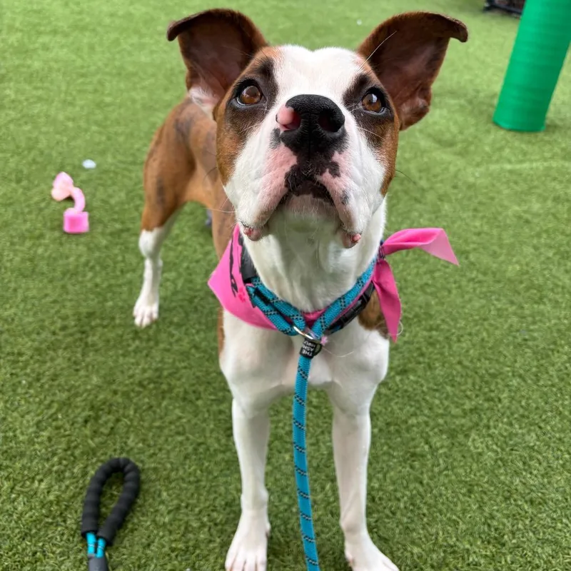 An adult medium-sized male Brindle Mixed Breed dog named Felix for adoption in Washington Township, OH