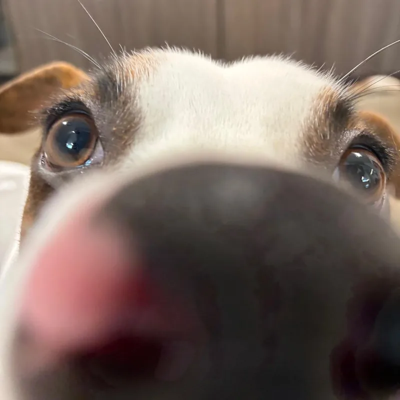 Felix thumbnail 6