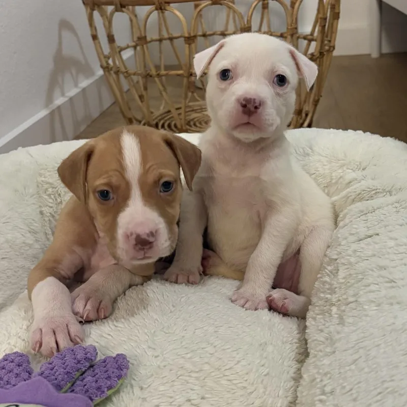 A baby medium-sized female White / Cream Pit Bull Terrier dog named Juju for adoption in Austin, TX
