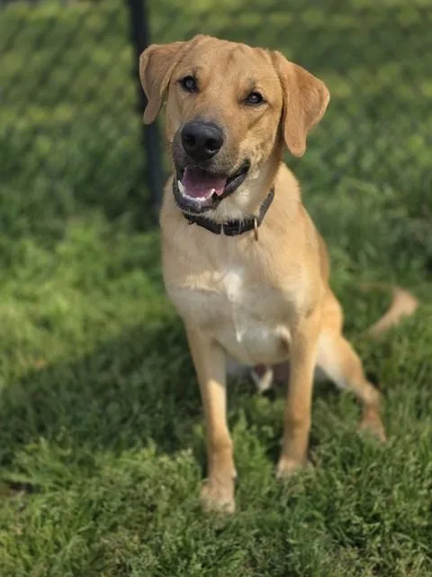 A young large-sized male Anatolian Shepherd dog named Huxley for adoption in York, SC