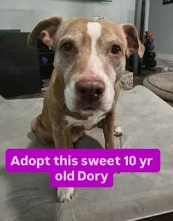 A senior medium-sized female Mixed Breed dog named Dory for adoption in St Petersburg, FL