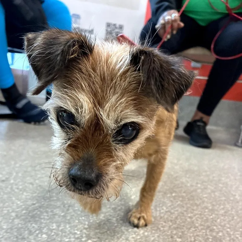 A senior small-sized female Yellow / Tan / Blond / Fawn Wirehaired Terrier dog named Sasha for adoption in La Grange, KY