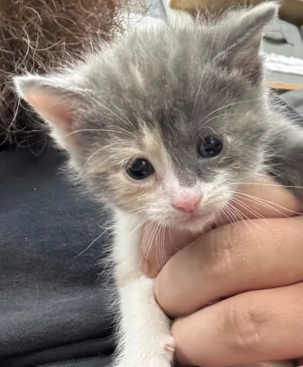 A baby small-sized female Domestic Short Hair cat named Rynn for adoption in Campbellsville, KY