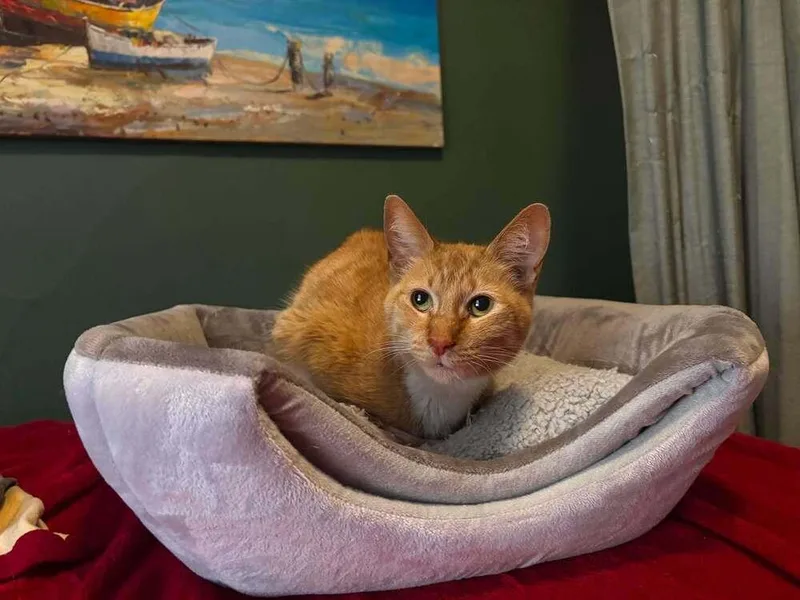 An adult small-sized female Orange & White Domestic Short Hair cat named Coco for adoption in Chicago, IL