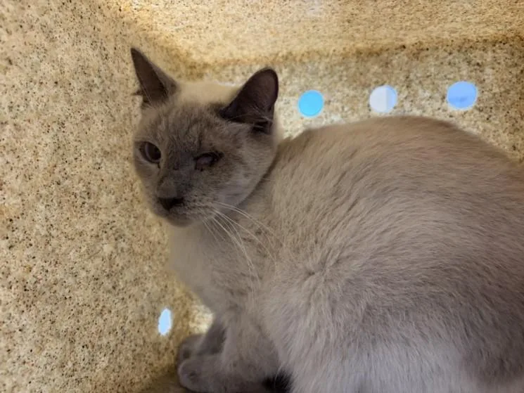 An adult small-sized female Siamese cat named Praline for adoption in Loveland, CO
