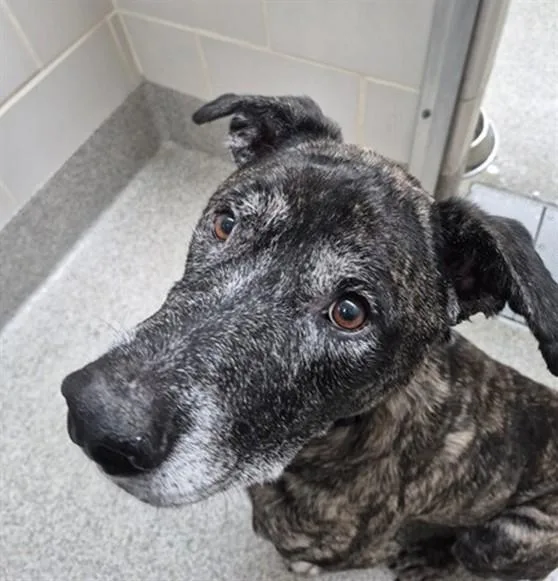 An adult medium-sized male Dutch Shepherd dog named Jack Jack for adoption in Omaha, NE