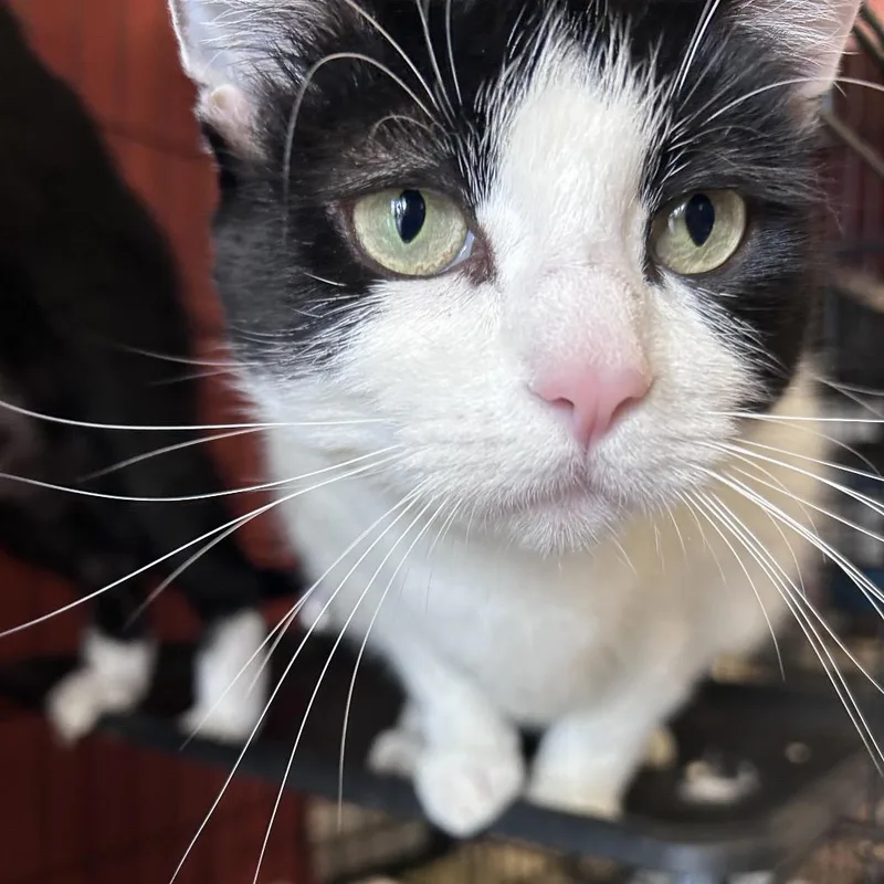 An adult extra large-sized female Domestic Short Hair cat named Willa for adoption in Webster, TX